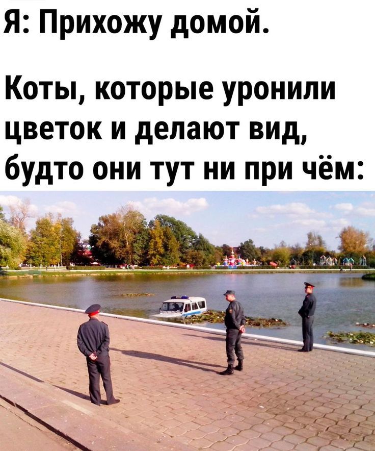Я: Прихожу домой. Коты, которые уронили цветок и делают вид, будто они тут ни при чём: