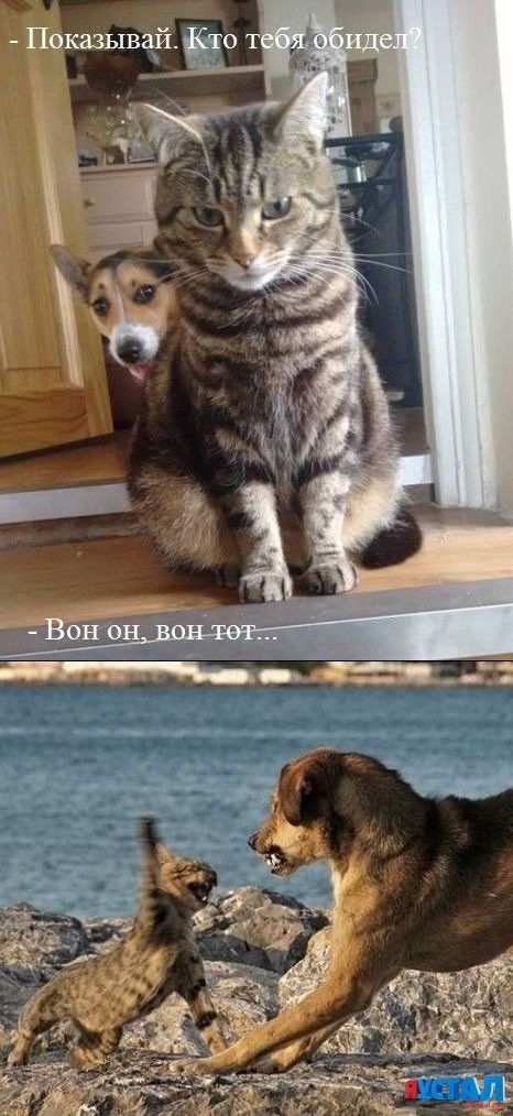 Показывай. Кто тебя обидел? 
- Вон он, вон тот...