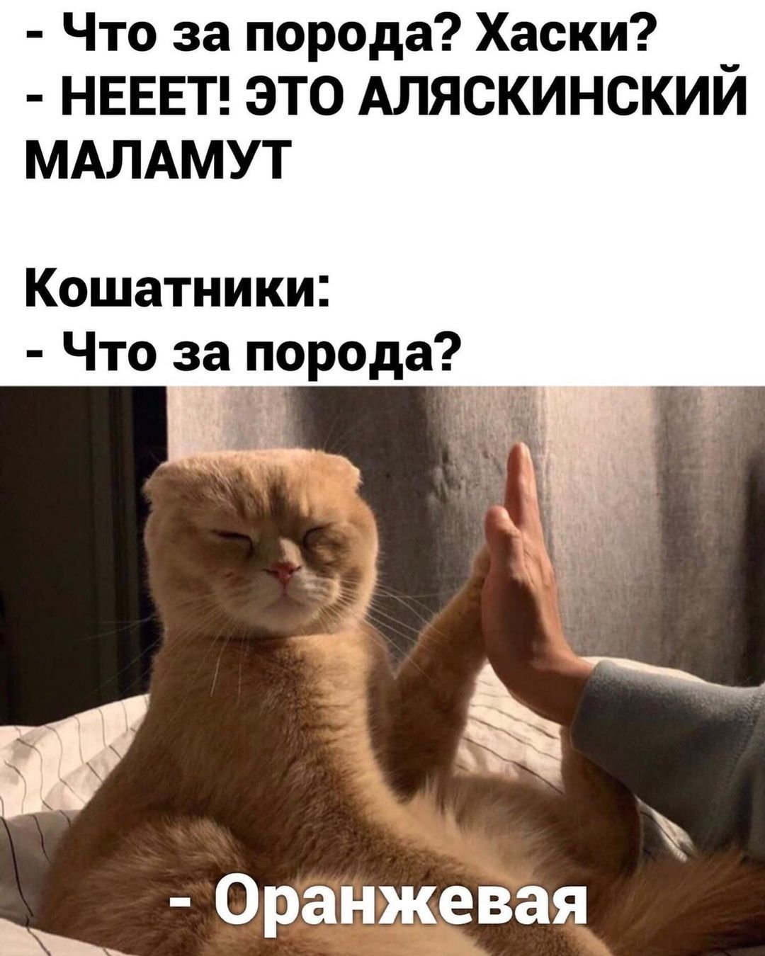 - Что за порода? Хаски? - НЕЕЕТ! ЭТО АЛЯСКИНСКИЙ МАЛАМУТ
Кошатники:
- Что за порода?
- Оранжевая