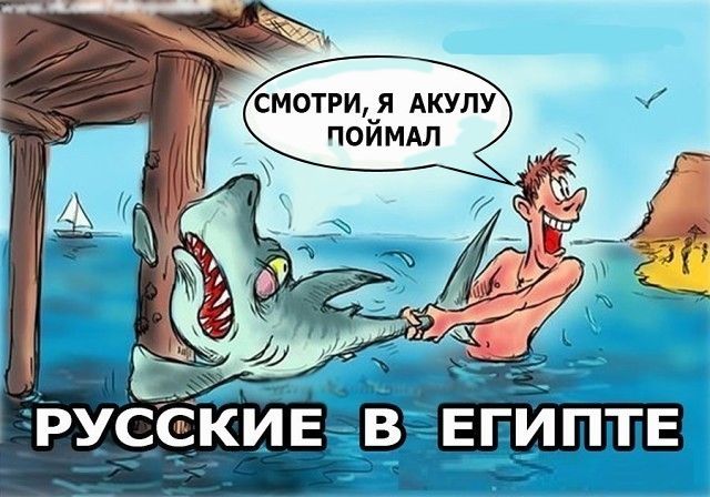 СМОТРИ, Я АКУЛУ ПОЙМАЛ
РУССКИЕ В ЕГИПТЕ
