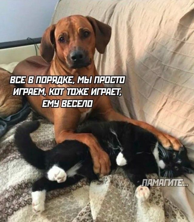 ВСЕ В ПОРЯДКЕ, МЫ ПРОСИМ ИГРАЕМ, КОТ ТЕЖЕ ИГРАЕТ, ЕМУ ВЕСЕЛО
