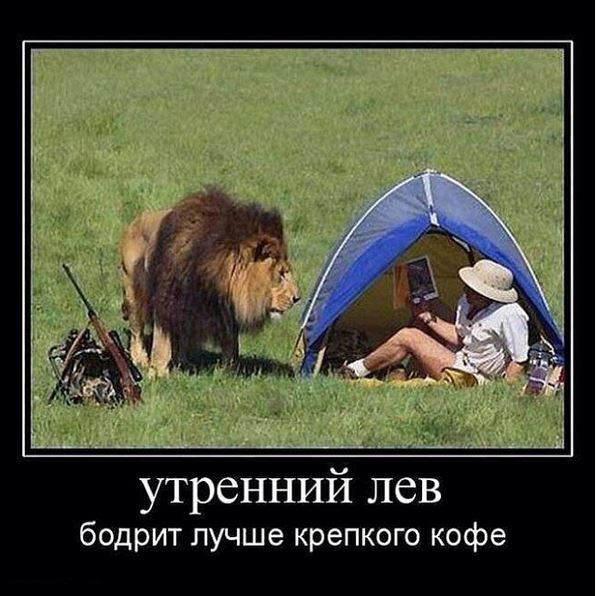 утренний лев бодрит лучше крепкого кофе