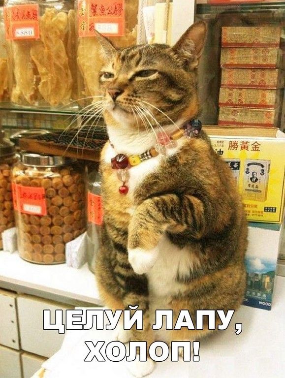 ЦЕЛУЙ ЛАПУ, ХОЛОП!