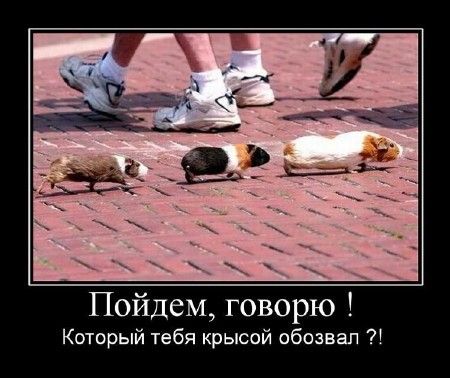 Пойдем, говорю! Который тебя крысой обозвал?!