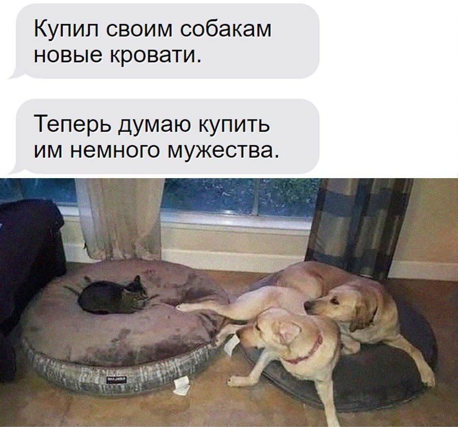 Купил своим собакам новые кровати.\nТеперь думаю купить им немного мужества.