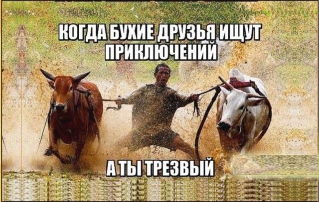 КОГДА БУХИЕ ДРУЗЬЯ ИЩУТ ПРИКЛЮЧЕНИЙ
А ТЫ ТРЕЗВЫЙ