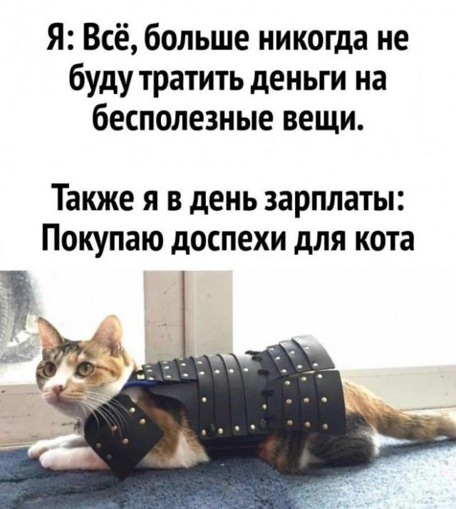 Я: Всё, больше никогда не буду тратить деньги на бесполезные вещи. Также я в день зарплаты: Покупаю доспехи для кота