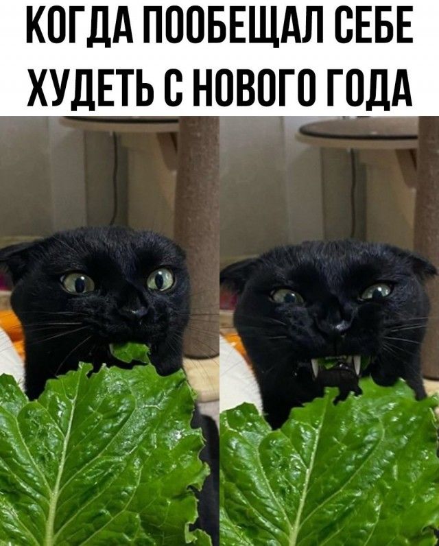 Когда пообещал себе худеть с нового года