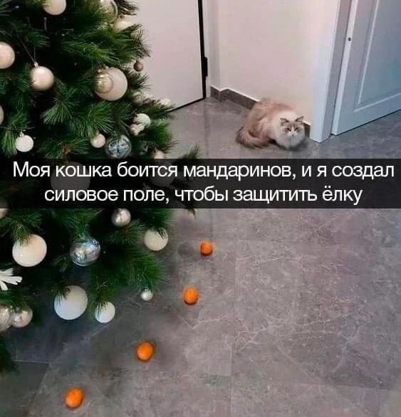 Моя кошка боится мандаринов, и я создал силовое поле, чтобы защитить ёлку