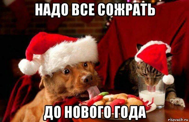НАДО ВСЕ СОЖРАТЬ ДО НОВОГО ГОДА