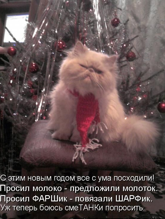 С этим новым годом все с ума посходили! Просил молоко - предложили молоток. Просил ФАРШик - повязали ШАРФик. Уж теперь боюсь смеТАНки спросить.