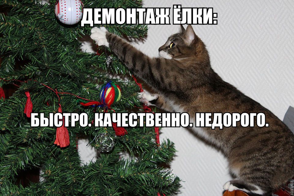ДЕМОНТАЖ ЁЛКИ:
БЫСТРО. КАЧЕСТВЕННО. НЕДОРОГО.