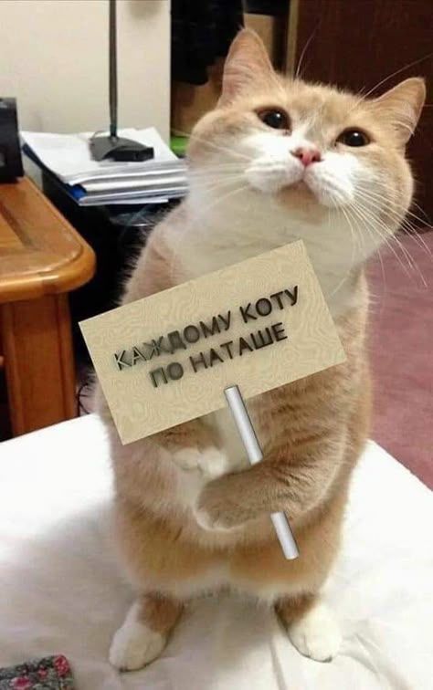 КАЖДОМУ КОТУ ПО НАТАШЕ