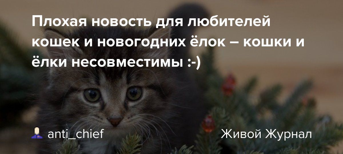 Плохая новость для любителей кошек и новогодних ёлок – кошки и ёлки несовместимы :-)