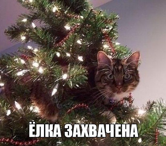 Ёлка захвачена