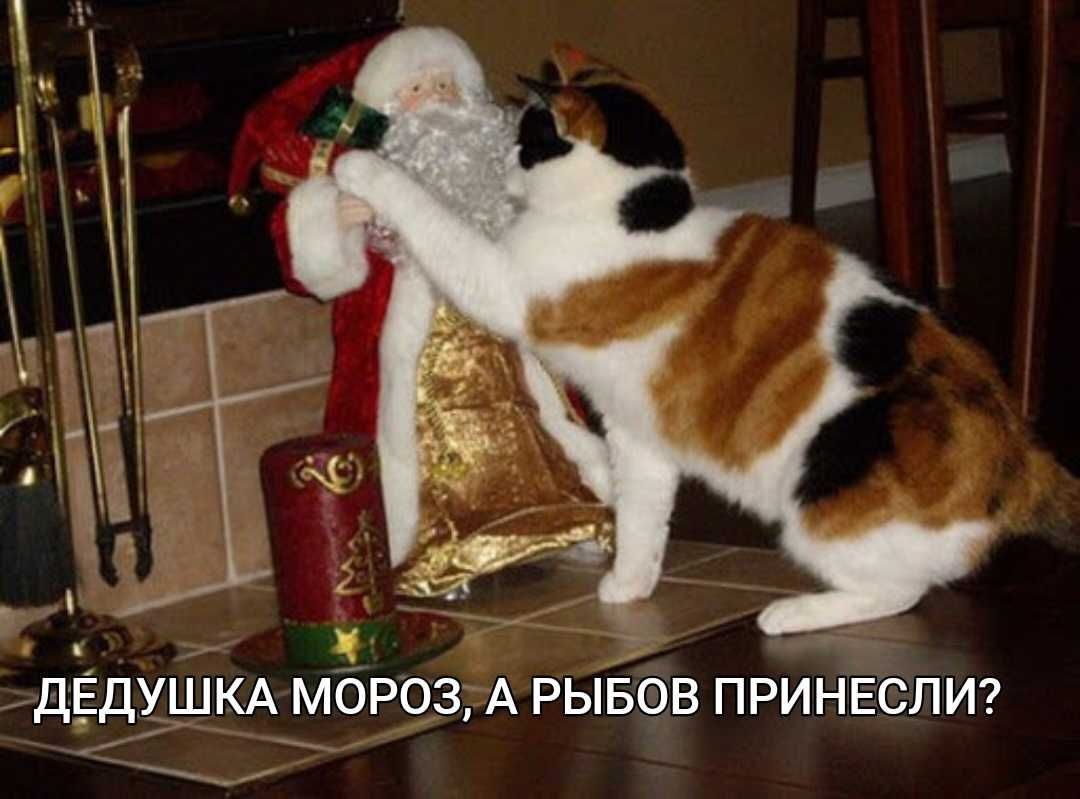 ДЕДУШКА МОРОЗ, А РЫБОВ ПРИНЕСЛИ?