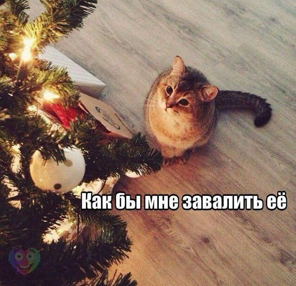 Как бы мне завалить её