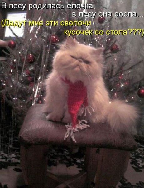 В лесу родилась ёлочка, в лесу она росла... (Дадут мне эти сволочи кусочек со стола???)