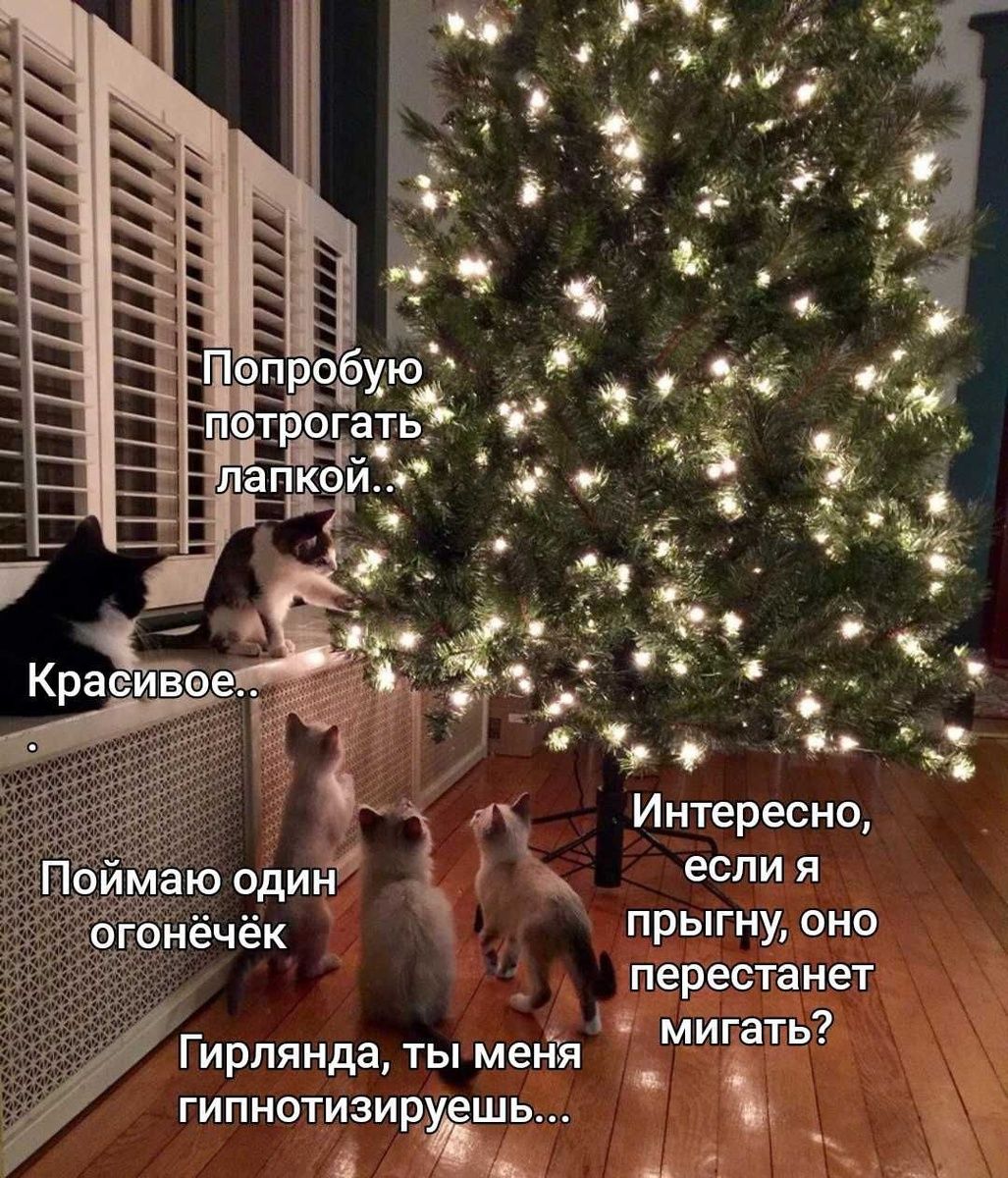 Попробую потрогать лапкой.. Красивое.. Поймаю один огонёчек. Гирлянда, ты меня гипнотизируешь... Интересно, если я прыгну, оно перестанет мигать?