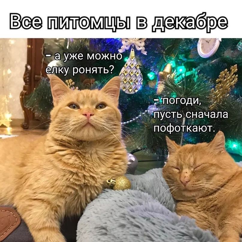 Все питомцы в декабре — а уже можно елку ронять? — погоди, пусть сначала пофоткают.