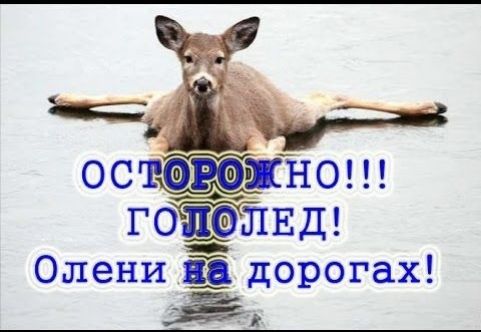 ОСТОРОЖНО!!! ГОЛОЛЕД! Олени на дорогах!