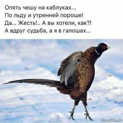 Опять чешу на каблуках... По льду и утренней пороше! Да... Жесть!.. А вы хотели, как?! А вдруг судьба, а я в галошах...