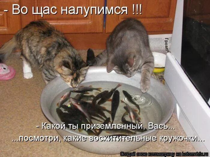 - Во щас налупимся !!!
- Какой ты приземленный, Вас... посмотри, какие восхитительные кружочки...