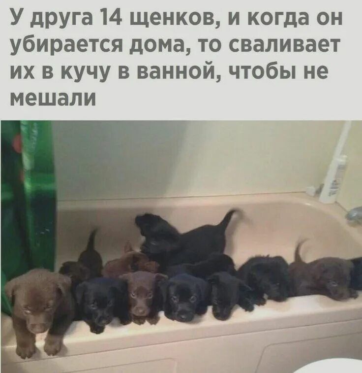 У друга 14 щенков, и когда он убирается дома, то сваливает их в кучу в ванной, чтобы не мешали