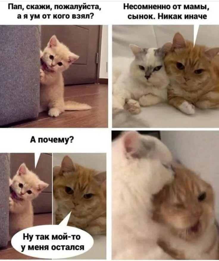 Пап, скажи, пожалуйста, а я у кого взял?
Несомненно от мамы, сынок. Никак иначе
А почему?
Ну так мой-то у меня остался