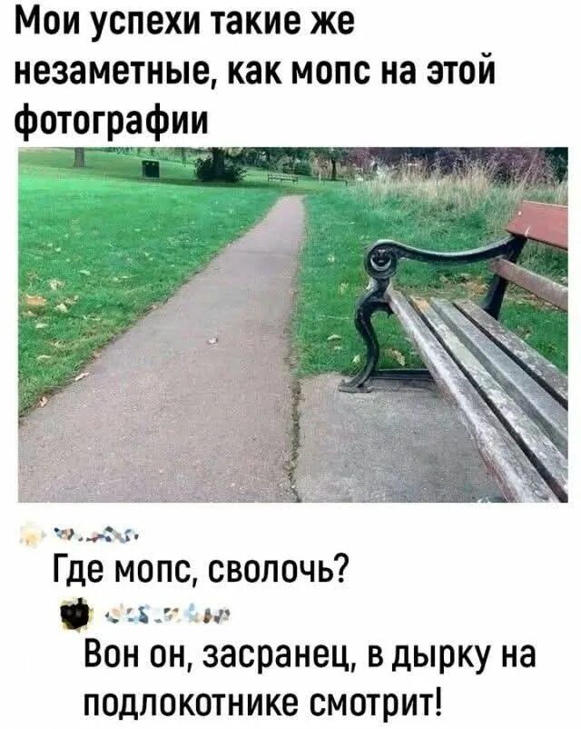 Мои успехи такие же незаметные, как мопс на этой фотографии
Где мопс, сволочь?
Вон он, засранец, в дырку на подлокотнике смотрит!