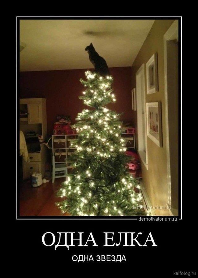 ОДНА ЕЛКА ОДНА ЗВЕЗДА