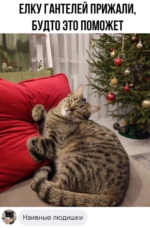 ЕЛКУ ГАНТЕЛЕЙ ПРИЖАЛИ, БУДТО ЭТО ПОМОЖЕТ Наивные людюшки