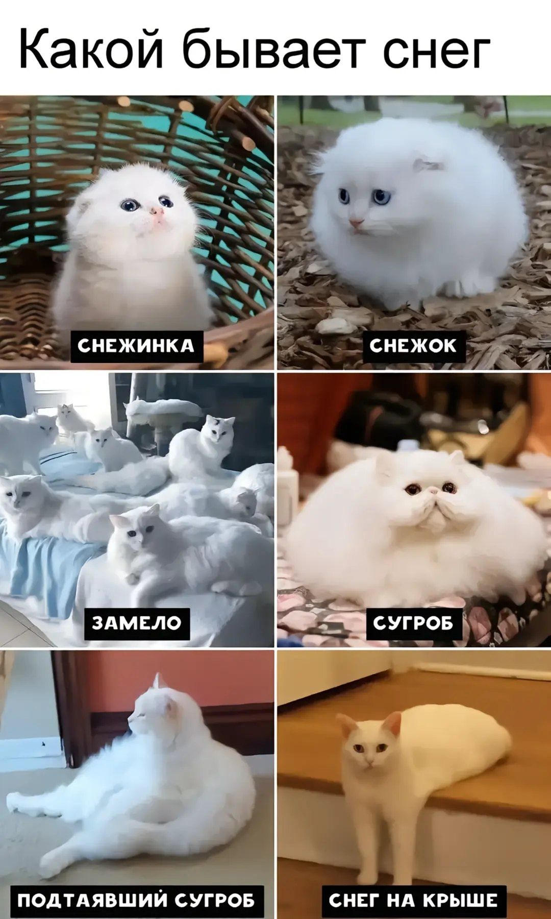 Какой бывает снег
СНЕЖИНКА
СНЕЖОК
ЗАМЕЛО
СУГРОБ
ПОДТЯНУВШИЙ СУГРОБ
СНЕГ НА КРЫШЕ