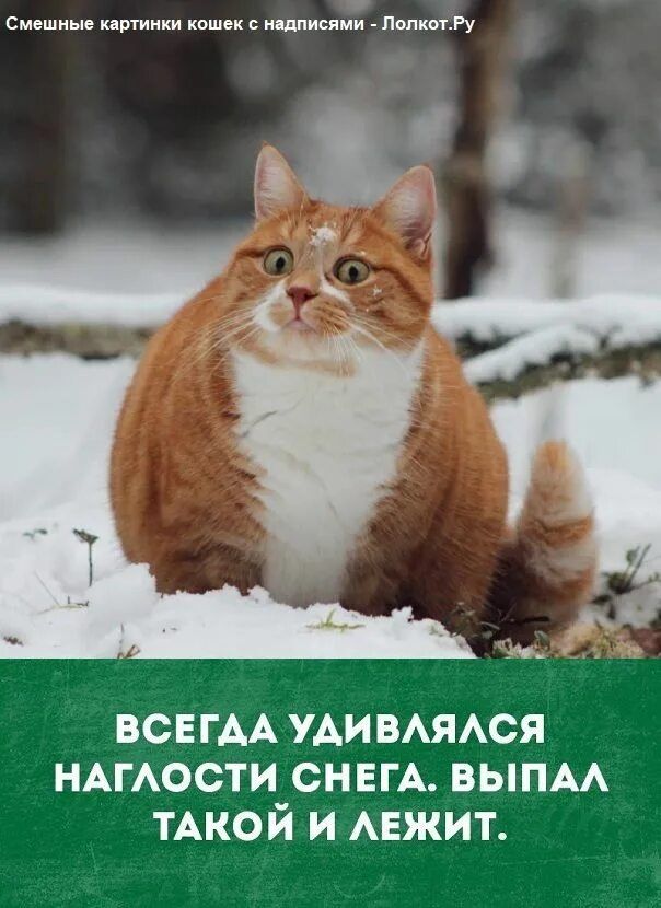 ВСЕГДА УДИВЛЯЛСЯ НАГЛОСТИ СНЕГА. ВЫПАЛ ТАКОЙ И ЛЕЖИТ.