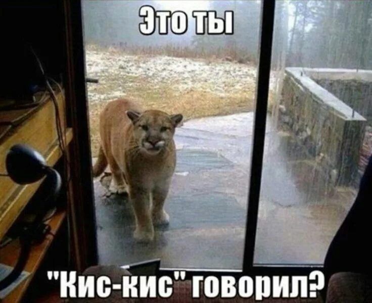 Это ты Кис-кис говорил?