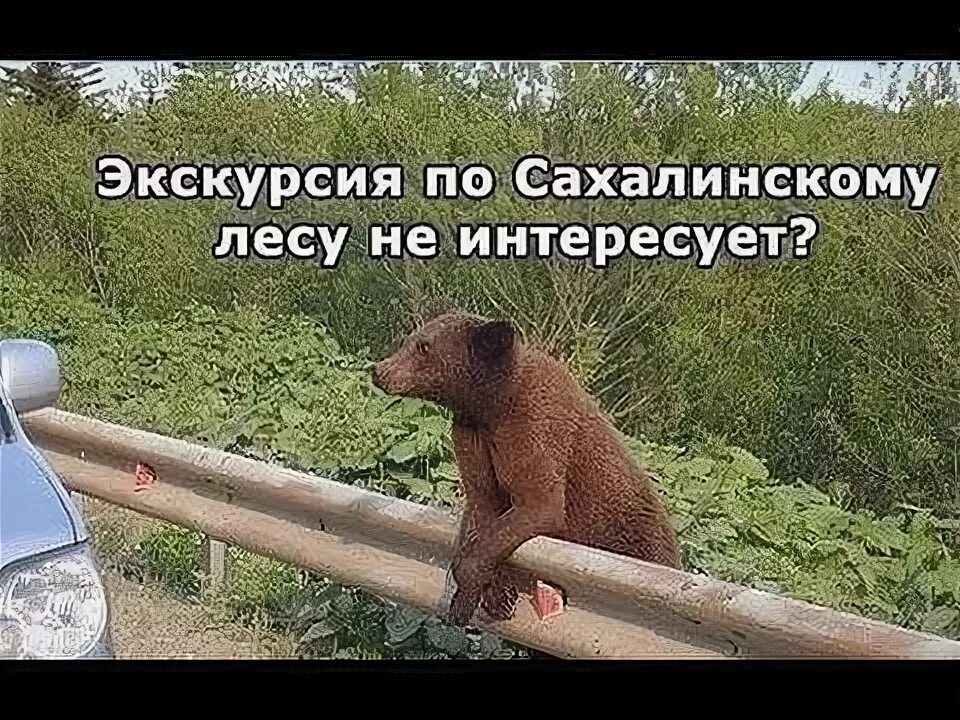 Экскурсия по Сахалинскому лесу не интересует?