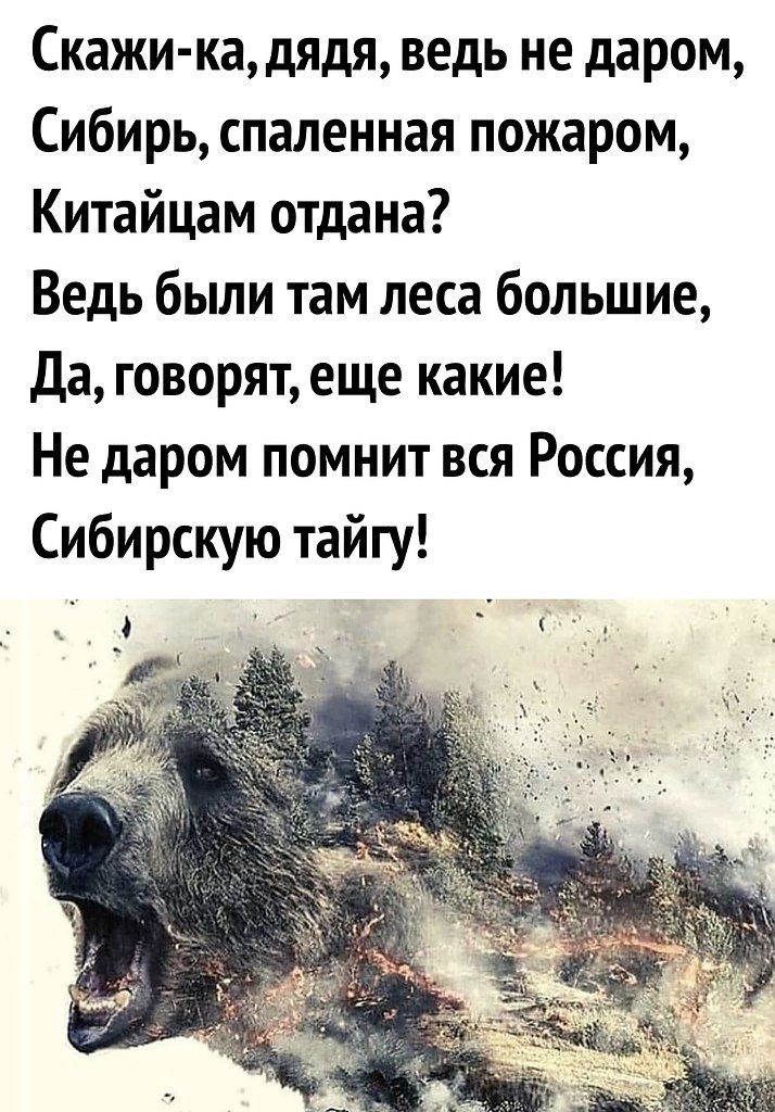 Скажи-ка, дядя, ведь не даром,
Сибирь, спаленная пожаром,
Китайцам отдана?
Ведь были там леса большие,
Да, говорят, еще какие!
Не даром помнит вся Россия,
Сибирскую тайгу!