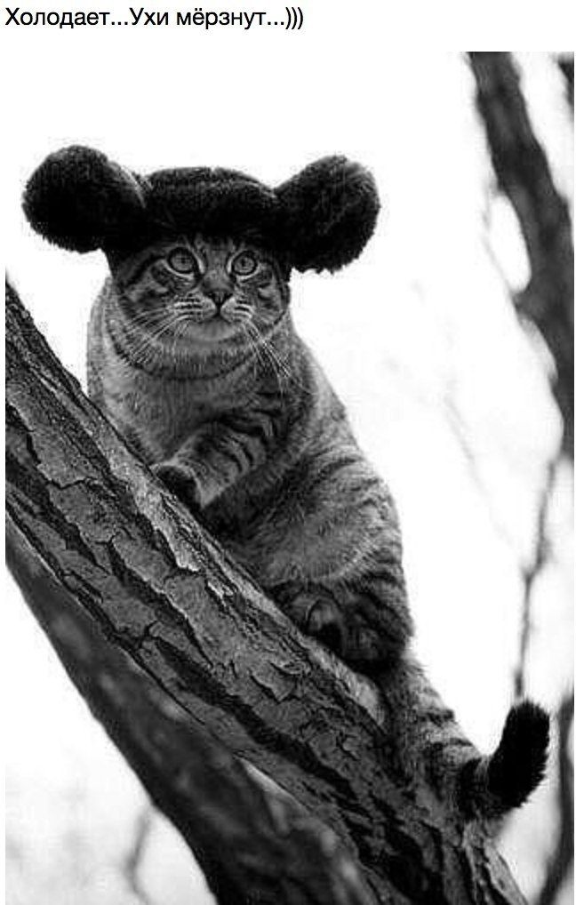 Холодает...Ухи мерзнут...)))