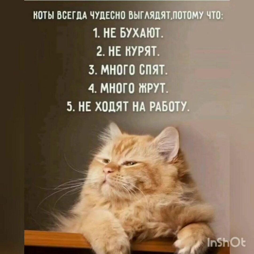 КОТЫ ВСЕГДА ЧУДЕСНО ВЫГЛЯДЯТ ПОТОМУ ЧТО: 1. НЕ БУХАЮТ. 2. НЕ КУРЯТ. 3. МНОГО СПЯТ. 4. МНОГО ЖРУТ. 5. НЕ ХОДЯТ НА РАБОТУ.