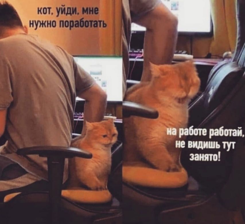 Кот, уйди, мне нужно поработать
на работе работать, не видишь тут занято!
