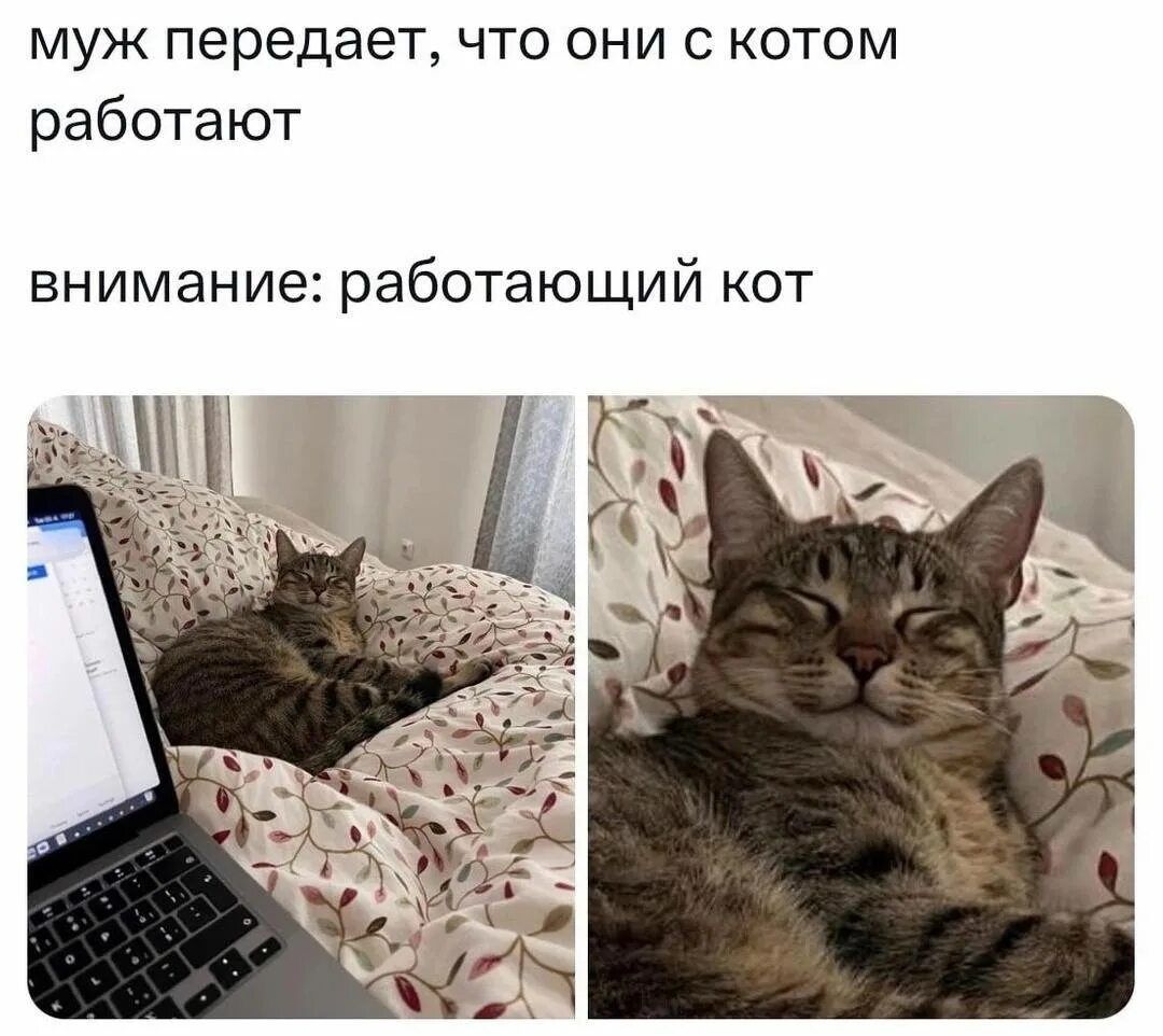 муж передает, что они с котом работают
внимание: работающий кот