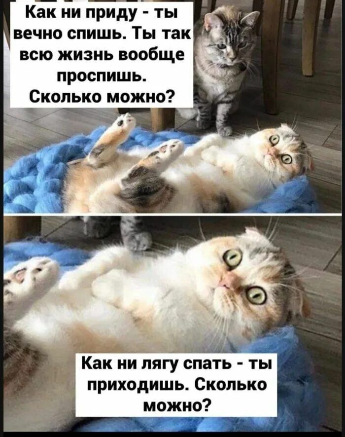 Как ни приду - ты вечно спишь. Ты так всю жизнь вообще просыпишь. Сколько можно? Как ни лягу спать - ты приходишь. Сколько можно?