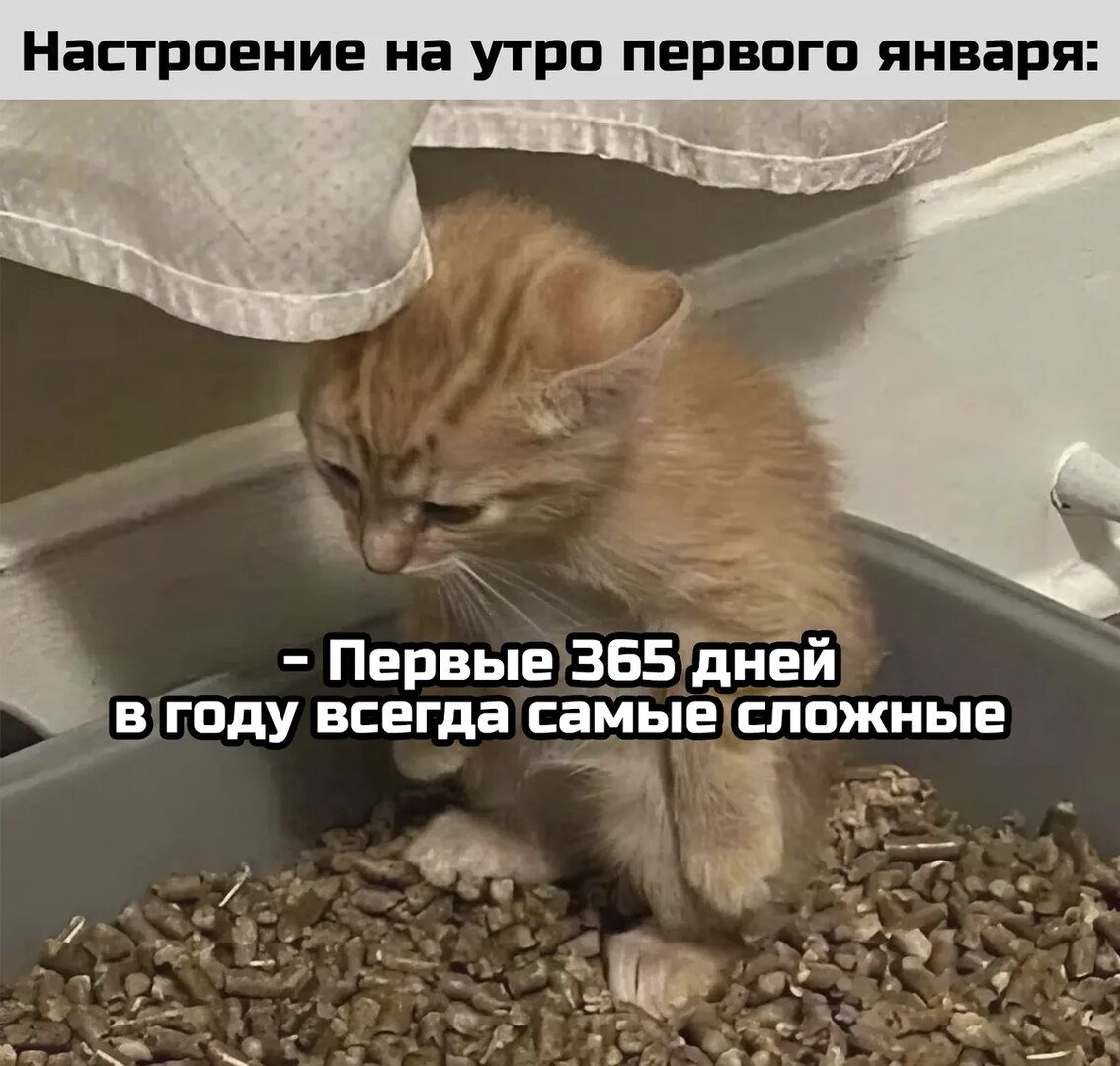 Настроение на утро первого января:\n- Первые 365 дней в году всегда самые сложные