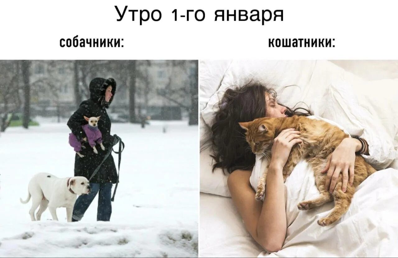 Утро 1-го января\nсобачники:\nкошатники: