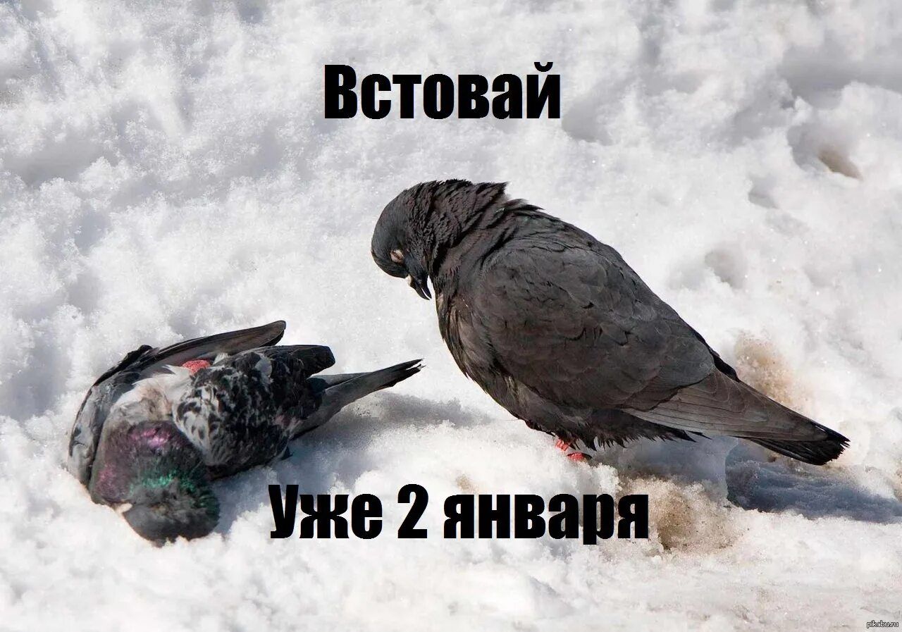Встобай Уже 2 января