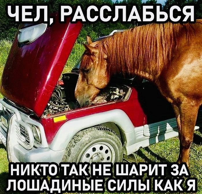 ЧЕЛ, РАССЛАБЬСЯ
НИКТО ТАК НЕ ШАРИТ ЗА ЛОШАДИНЫЕ СИЛЫ КАК Я