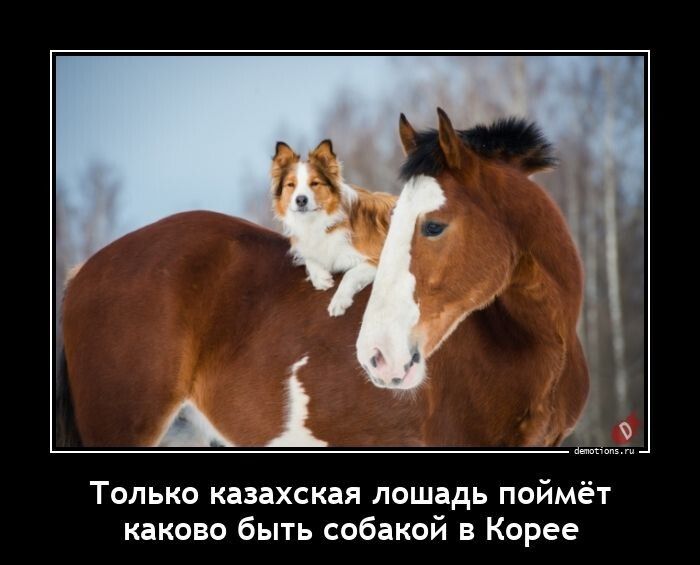Только казахская лошадь поймёт каково быть собакой в Корее