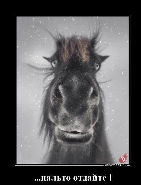 ...пальто отдайте !