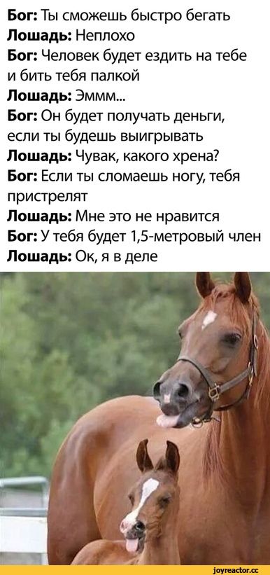Бог: Ты сможешь быстро бегать
Лошадь: Неплохо
Бог: Человек будет ездить на тебе и бить тебя палкой
Лошадь: Эммм...
Бог: Он будет получать деньги, если ты будешь выигрывать
Лошадь: Чувак, какого хрена?
Бог: Если ты сломаешь ногу, тебя пристрелят
Лошадь: Мне это не нравится
Бог: У тебя будет 1,5-метровый член
Лошадь: Ок, я в деле