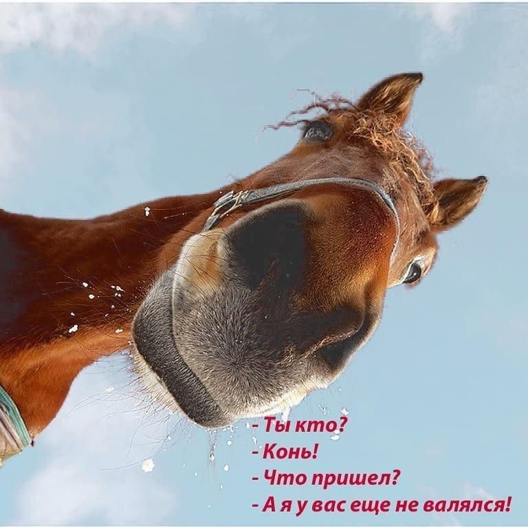 - Ты кто? - Конь! - Что пришел? - А я у вас еще не валялся!